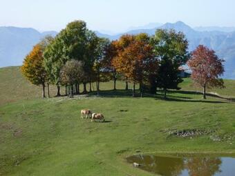 Apartamento Chalet In Legno