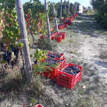 Apartamento Agriturismo "veritas" Bed & Wine