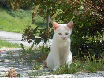 Biobergbauernhof Bergzeit Apartment In Goldegg