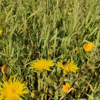 Under Canvas Bornholm