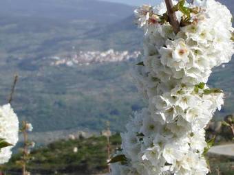 Apartamentos Abuela Pastora