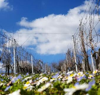 Villa Hmooyi Hill Cottage
