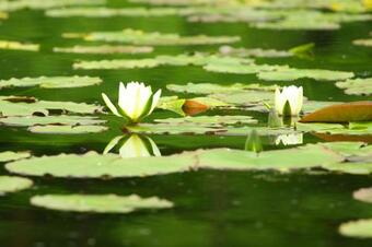 Riverside House Bojko