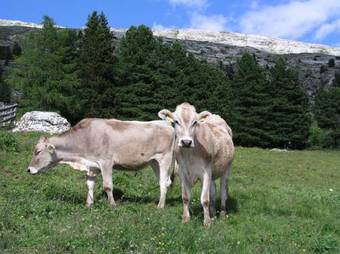 Apartamento Appartments Kameriot