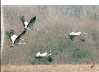 Lodge Les Cabanes De Chanteclair
