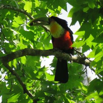 Cabana R�stica Calabresi