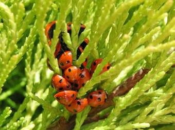 Tinnycross House B&B