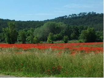 Bed & Breakfast Mas De L'olivette