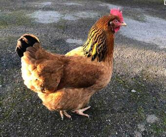 Old Forge Close, Pretty 3 Bed Cottage In Bledington, The Cotswolds