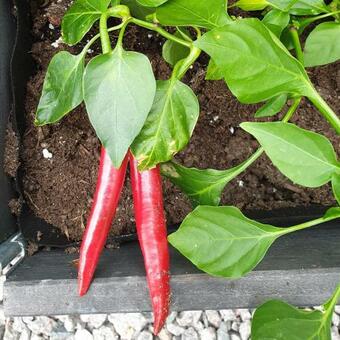 Apartamento Blankaholm 1:25