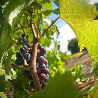 Bed & Breakfast Ch�teau Soucherie