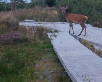 Tigh Eilidh (the Cabin On The Hill)