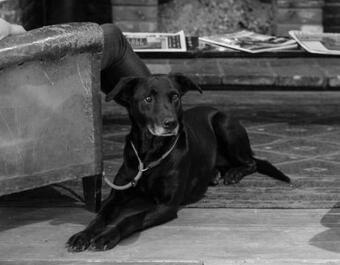 Posada The Brisley Bell