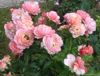 Apartment Pri Vrtnici