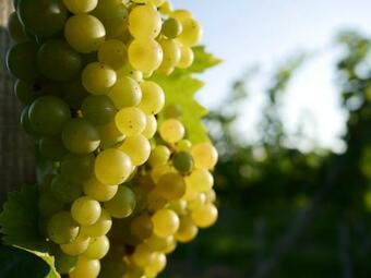 Apartamento Holiday Home Winzerhaus Eva