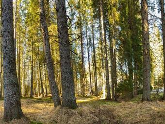 Apartamentos Digital Detox Chalet Pokljuka