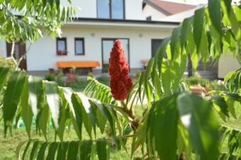 Apartamento Vila Palma - App Palma & Room Figa