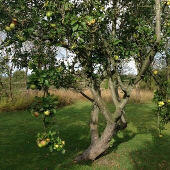 Bed & Breakfast 'tanglemere'