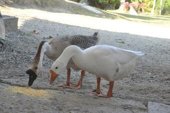 Hostal Mangalobby Finca Hotel