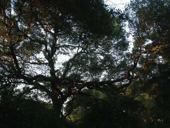 Lebombo Wattle Forest