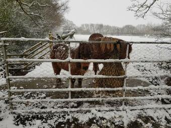 Bed & Breakfast Claw House