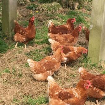 Rivendell Glamping Pods