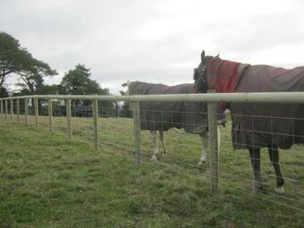 The Prospect Cabin - Horses Welcome!