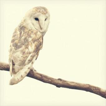 Goat Barn At An Animal Sanctuary