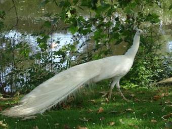 Au Bas Chalonge Gite Le Four � Pain