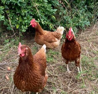 Tiny Home ? Big Views