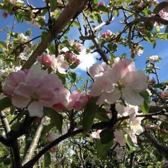 Hyacinth Bed & Breakfast