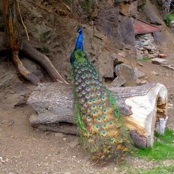 Apartment Zum Wasserfall