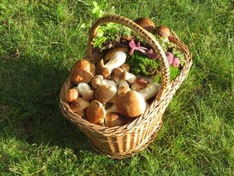 Apartamento Ferienwohnung Am Wald