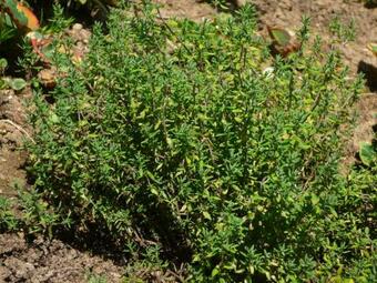 Wolfs Ferienhaus - Nat�rlich Eifel