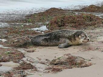 A Private Cozy Cottage Close To Beach And Wood.