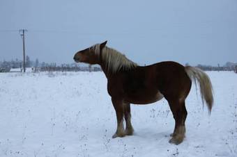 Bed & Breakfast Les Roulottes Viticoles