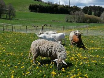 Ferienhaus Landliebe- Familienurlaub In Der Eifel