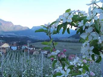 Apartamento Agritur Al Paradis