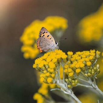 Villa Holiday House Green Dream