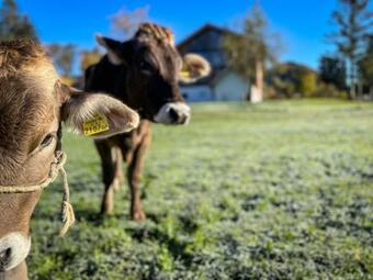 Apartamento Eibele Chalets