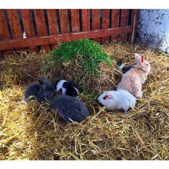 The Pump House Cottage At Wells House