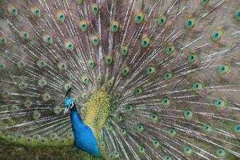 The Tack Room Cottage - Wells House & Gardens