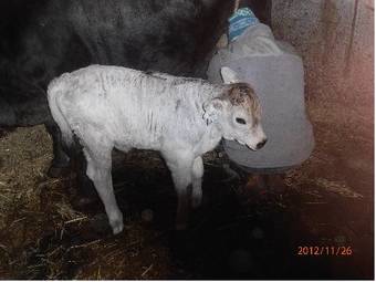 Aktiv Apart St�ckl