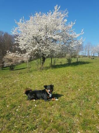 Apartamento Weschnitzstubb