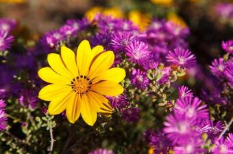 Apartamento Hazenjacht Karoo Lifestyle - Rooikop