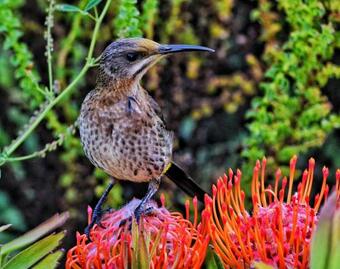 Beachcomber Overnight Stay Pringle Bay - Not Self-catering