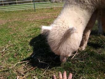 Apartamentos Ferienwohnungen Schwabenhof