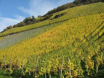 Saar Castle - Cozy Mansion Near Vineyard