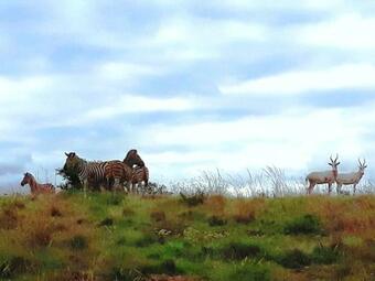 Agroturismo Lookout Lodge Game Estate
