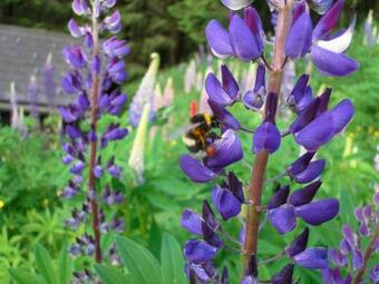 Zinkhaus - Waldheimat Alpl